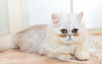 子猫ペルシャ