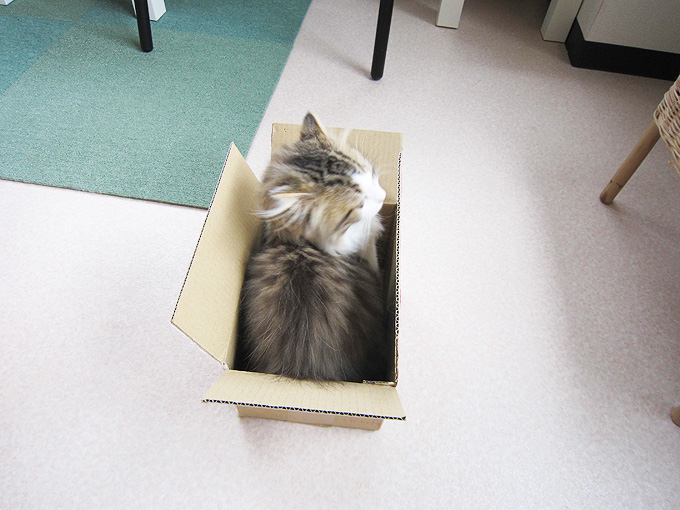 ネコセカイ箱猫