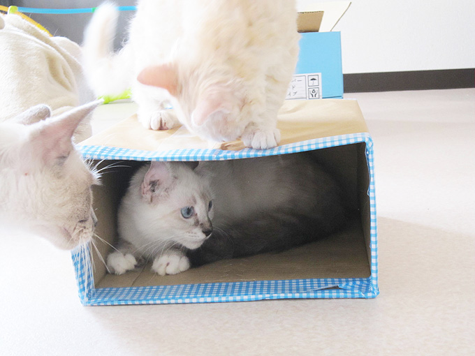 ネコセカイ箱猫