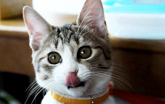 ネコセカイ 猫舌 langue de chat＜ラング・ド・シャ＞