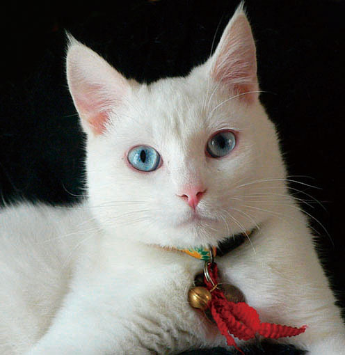 コラム】Vol.19 白猫姫 〜麗しのスノーホワイト〜 / 猫さんに関する 