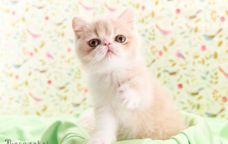 エキゾチックショートヘア