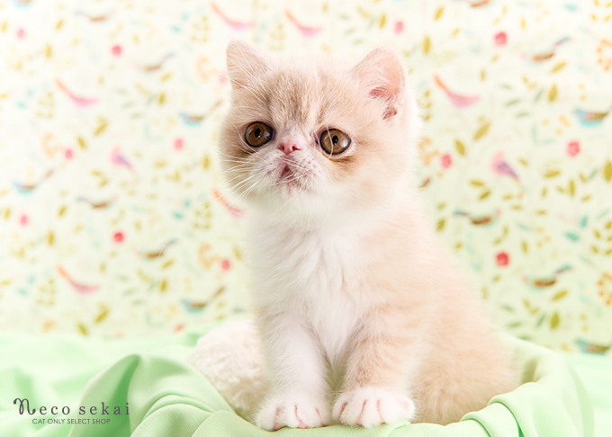 エキゾチックショートヘア