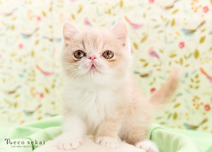 エキゾチックショートヘア