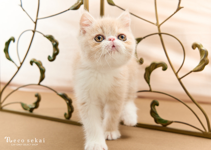 エキゾチックショートヘア