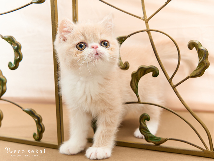 エキゾチックショートヘア