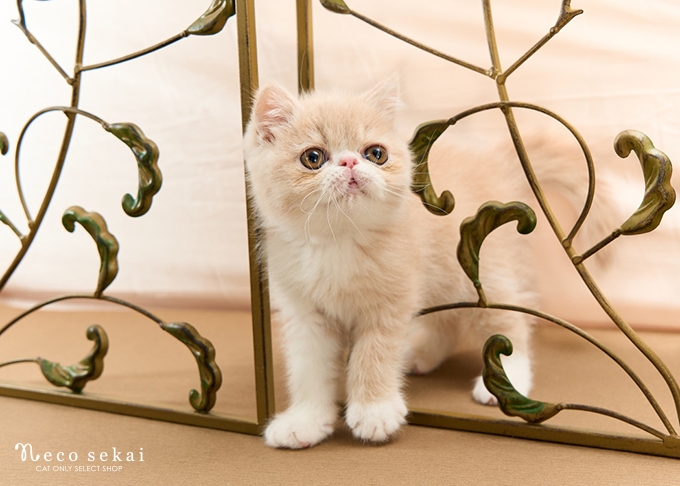 エキゾチックショートヘア