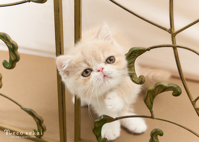 エキゾチックショートヘア