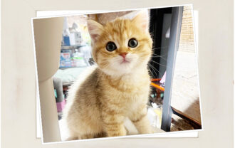 ブリティッシュショートヘア