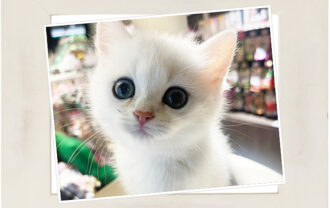 ブリティッシュショートヘア