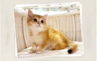 ブリティッシュショートヘア