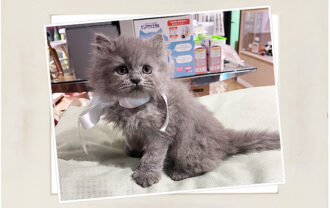 ブリティッシュロングヘア