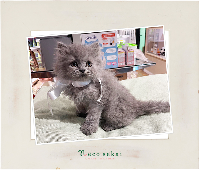 ブリティッシュロングヘア