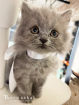 ブリティッシュロングヘア