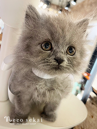 ブリティッシュロングヘア