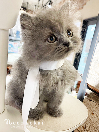 ブリティッシュロングヘア