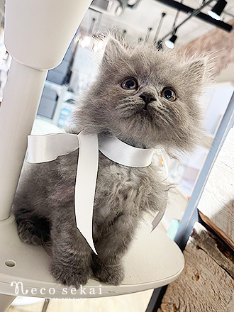 ブリティッシュロングヘア