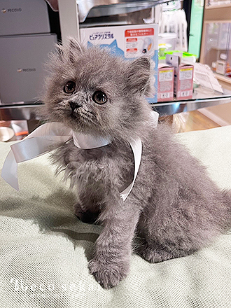 ブリティッシュロングヘア