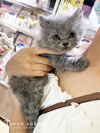 ブリティッシュロングヘア