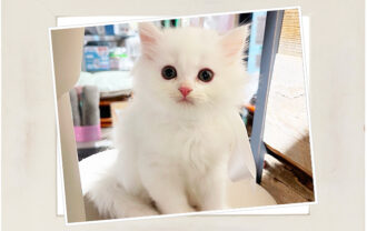 スコティッシュフォールド