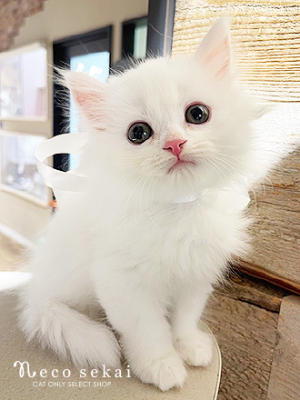 スコティッシュフォールド 2025.08.30 吉祥寺本店 入店