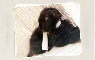 スコティッシュフォールド