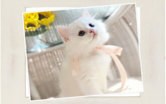 スコティッシュフォールド