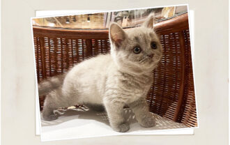 ブリティッシュショートヘア