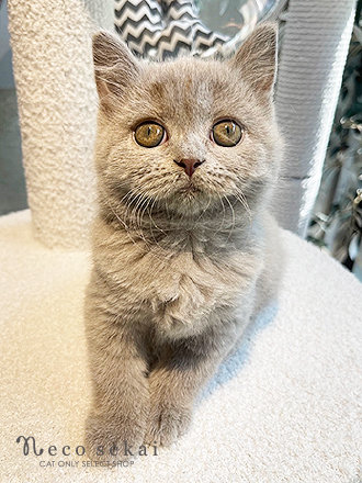 ブリティッシュショートヘア