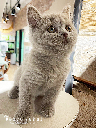 ブリティッシュショートヘア