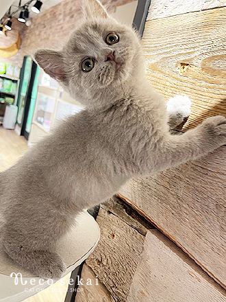 ブリティッシュショートヘア