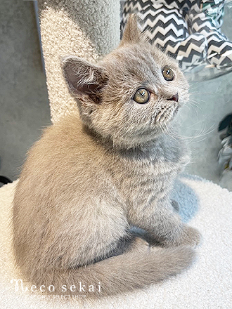 ブリティッシュショートヘア