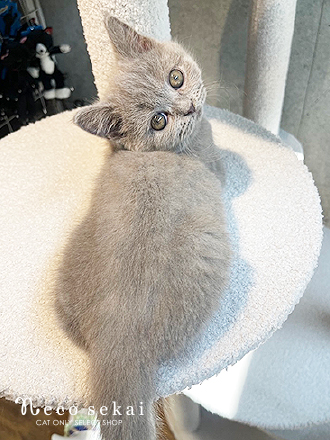 ブリティッシュショートヘア