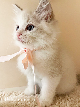 ラグドール 2025.09.07 吉祥寺本店 入店／ショップにいる子猫