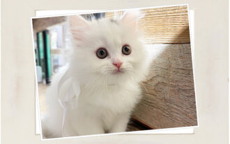 スコティッシュフォールド