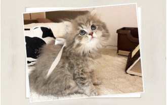 ブリティッシュショートヘア（ロング）