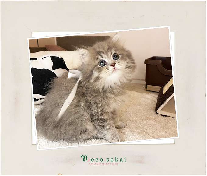 ブリティッシュショートヘア（ロング）