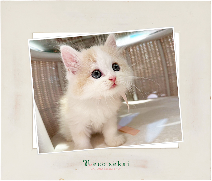 ラガマフィン 2025.09.18 二子玉川店 入店／ショップにいる子猫