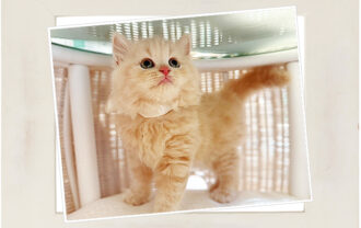 スコティッシュフォールド