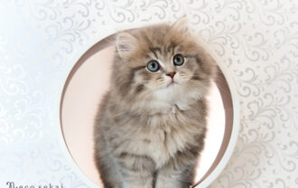 ブリティッシュ