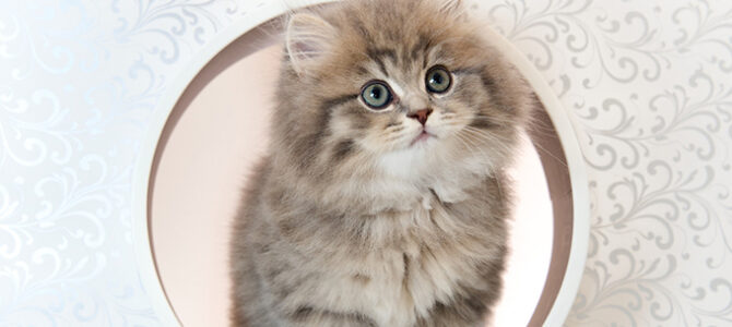 ブリティッシュ