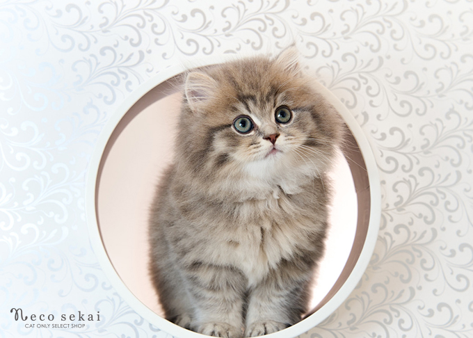 ブリティッシュ