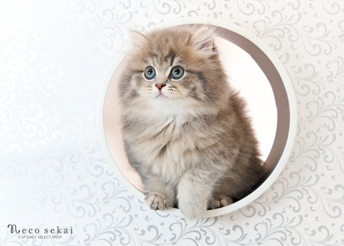 ブリティッシュ