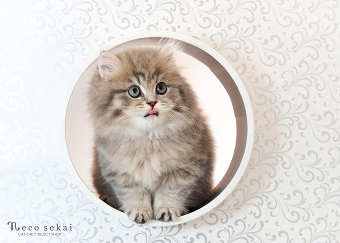 ブリティッシュ