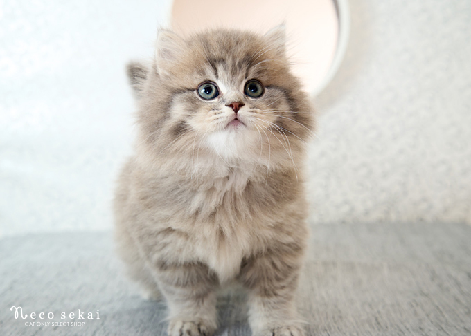 ブリティッシュ