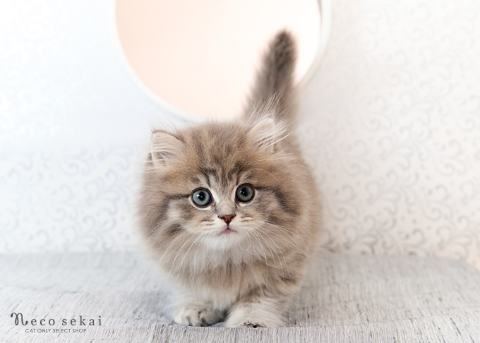 ブリティッシュ