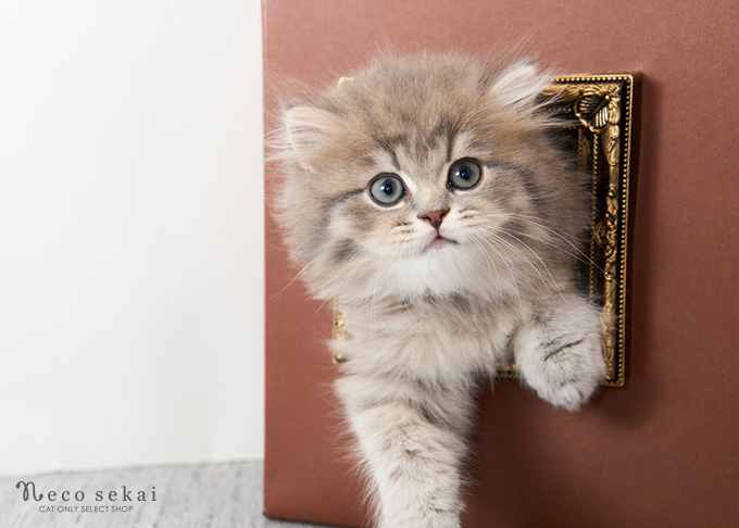 ブリティッシュ