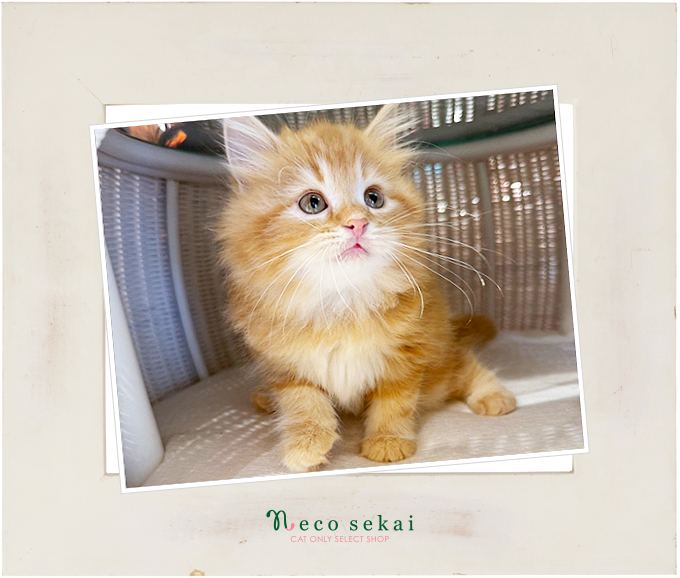 サイベリアン 2025.09.29 二子玉川店 入店／ショップにいる子猫