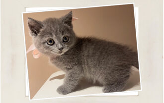 ブリティッシュショートヘア