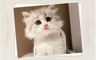 ブリティッシュロングヘア